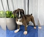 Small Photo #1 Boxer Puppy For Sale in GREENWOOD, IN, USA