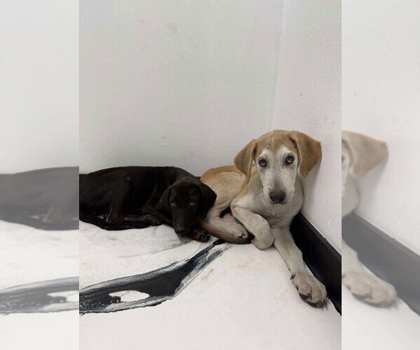 Medium Photo #2 Great Dane-Unknown Mix Puppy For Sale in Bullard, TX, USA
