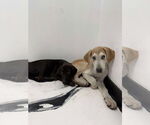 Small #1 Great Dane Mix