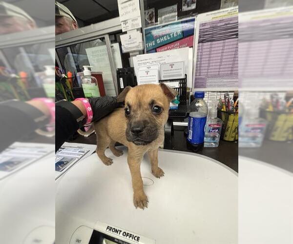Medium Photo #1 Chihuahua Puppy For Sale in Stockton, CA, USA