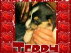 Small Photo #1 Border Collie-Pembroke Welsh Corgi Mix Puppy For Sale in ORCHARD, CO, USA