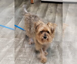 Dorgle - Male Maltese-Unknown Mix Dog for Adoption - Photo #6