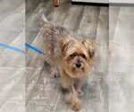 Small Photo #6 Maltese-Unknown Mix Puppy For Sale in Ellijay, GA, USA