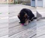Small Photo #3 German Shepherd Dog Puppy For Sale in LA FAYETTE, NY, USA