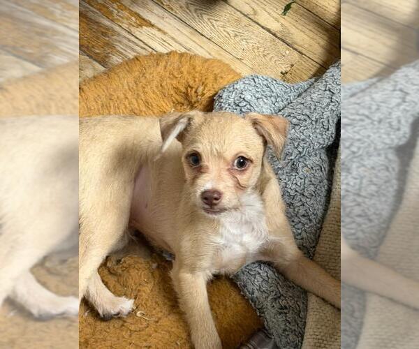 Medium Photo #2 Malchi Puppy For Sale in Hewitt, NJ, USA