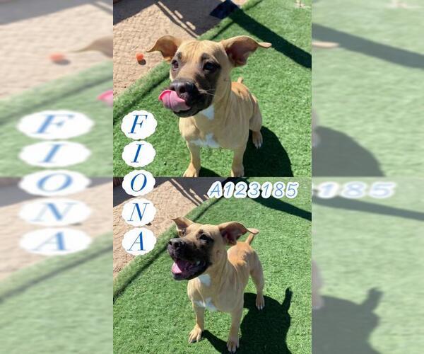 Medium Photo #2 Mutt Puppy For Sale in HESPERIA, CA, USA