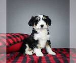 Small Photo #1 Miniature Bernedoodle Puppy For Sale in DALTON, OH, USA