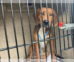 Small Redbone Coonhound Mix