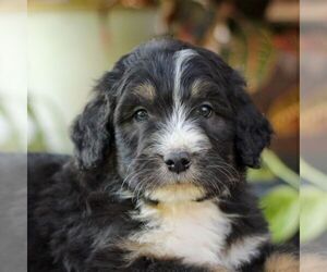 Bernedoodle Puppy for sale in DENVER, PA, USA