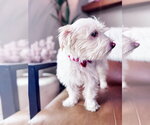 Small #1 Maltese Mix