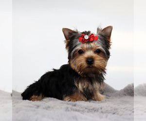 Yorkshire Terrier Puppy for sale in LOS ANGELES, CA, USA