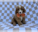 Larry - Male Goldendoodle (Miniature) Puppy for Sale - Photo #4