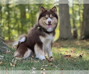 Pomsky Dogs for adoption in CHICAGO, IL, USA