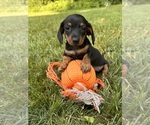 Image preview for Ad Listing. Nickname: Tessie