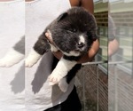 Litter of 3 - Female AkitaLitter of Puppies for Sale - Photo #7
