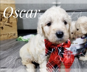 Goldendoodle Puppy for sale in CEDAR GAP, MO, USA