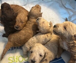 Miniature Labradoodle Puppy for Sale in BLUFFTON, South Carolina USA