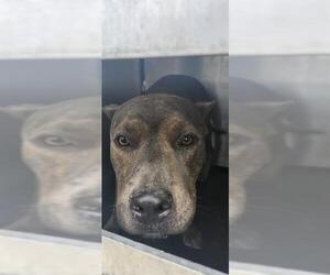 American Staffordshire Terrier-Unknown Mix Dogs for adoption in San Antonio, TX, USA