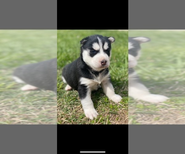 Medium Photo #3 Siberian Husky Puppy For Sale in JOPLIN, MO, USA