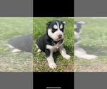 Small Photo #3 Siberian Husky Puppy For Sale in JOPLIN, MO, USA
