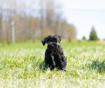 Small Photo #12 Schnauzer (Miniature) Puppy For Sale in WARSAW, IN, USA