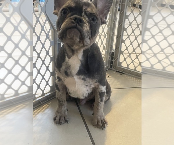 Medium Photo #3 French Bulldog Puppy For Sale in PHOENIX, AZ, USA