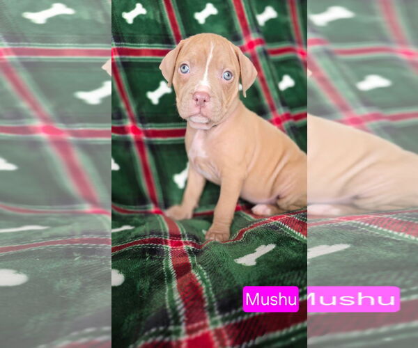 Medium Photo #1 American Pit Bull Terrier-Unknown Mix Puppy For Sale in Duluth, MN, USA