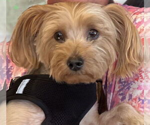 Mutt Dogs for adoption in Allentown,, PA, USA