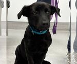 Small #1 Dachshund-Labrador Retriever Mix