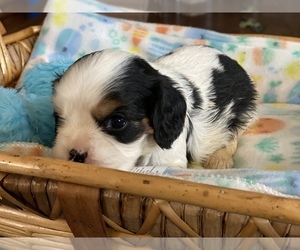 Cavalier King Charles Spaniel Puppy for sale in MONTECITO, CA, USA