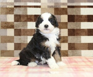 Bernedoodle (Miniature) Puppy for sale in DENVER, PA, USA