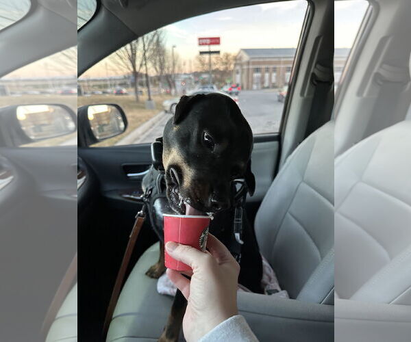 Medium Photo #4 American Pit Bull Terrier-Unknown Mix Puppy For Sale in Cookeville, TN, USA