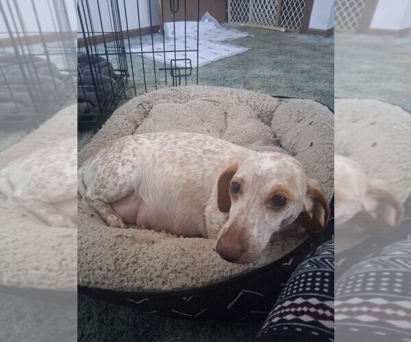 Medium Photo #1 Dachshund Puppy For Sale in DALTON, MN, USA