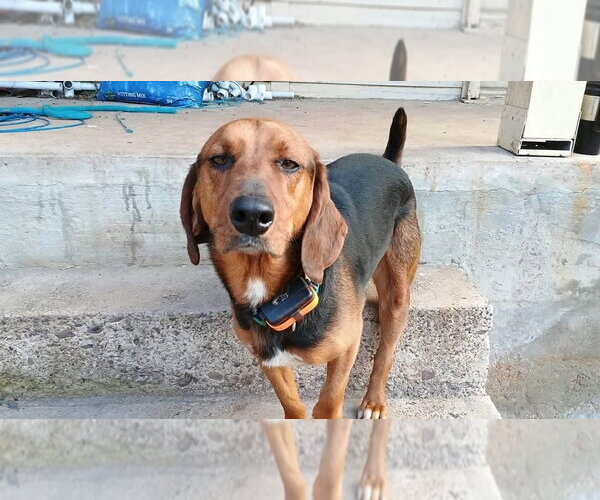 Medium Photo #3 Black and Tan Coonhound Puppy For Sale in Benton, PA, USA