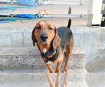 Small Photo #3 Black and Tan Coonhound Puppy For Sale in Benton, PA, USA