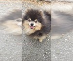 Small Photo #1 Pomsky Puppy For Sale in PIKEVILLE, TN, USA