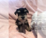 Small Photo #2 Schnauzer (Miniature) Puppy For Sale in SARASOTA, FL, USA