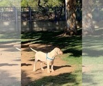 Small Photo #31 Dogo Argentino Puppy For Sale in BEAUMONT, CA, USA