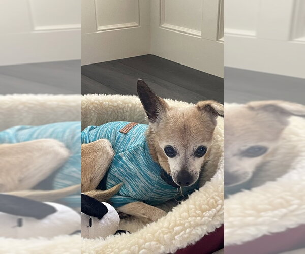 Medium Photo #3 Mutt Puppy For Sale in Pleasanton, CA, USA