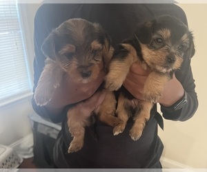 Yorkshire Terrier Puppy for sale in ATLANTA, GA, USA