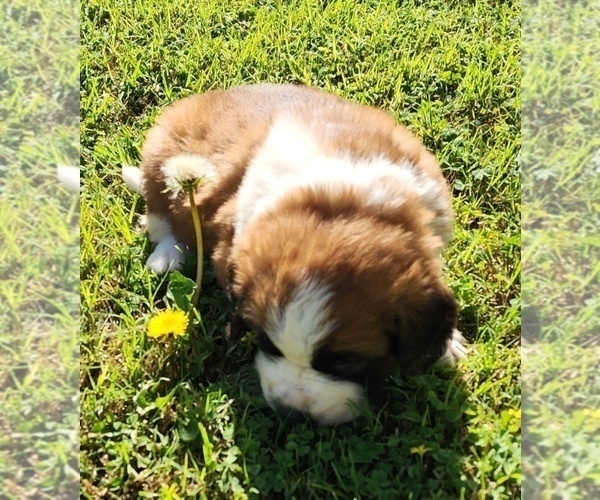 Medium Photo #37 Saint Bernard Puppy For Sale in TURLOCK, CA, USA