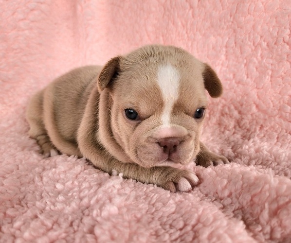 Medium Photo #2 French Bulldog Puppy For Sale in LAS VEGAS, NV, USA