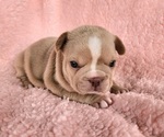 Small #1 French Bulldog