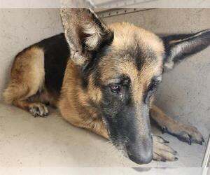German Shepherd Dog-Unknown Mix Dogs for adoption in San Antonio, TX, USA