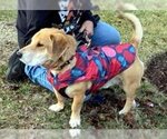 Small Photo #3 Basset Hound-Labrador Retriever Mix Puppy For Sale in Deepwater, NJ, USA