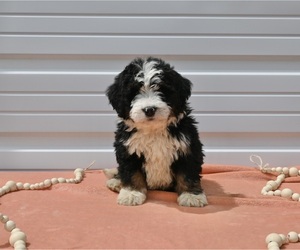 Bernedoodle (Miniature) Puppy for sale in MILLERSBURG, OH, USA