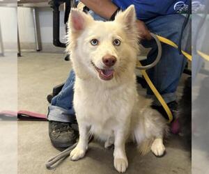Aussie Siberian Dogs for adoption in Camarillo, CA, USA