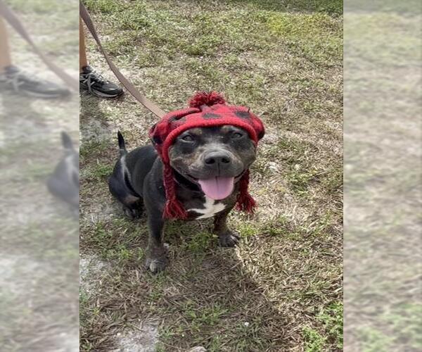 Medium Photo #1 Staffordshire Bull Terrier-Unknown Mix Puppy For Sale in Naples, FL, USA