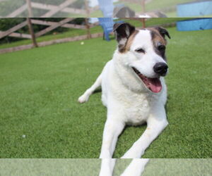 Akita-Unknown Mix Dogs for adoption in Chestertown, MD, USA