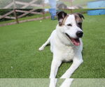 Small Akita Mix